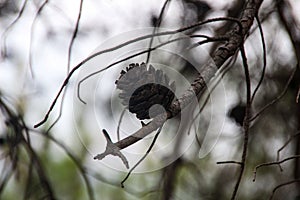 Closeup shot of a pinecone growing on a branch