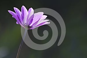 Closeup shot of pink Anemone hortensis flower