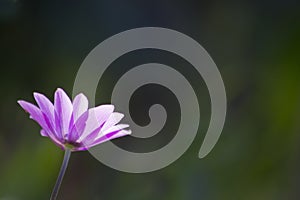 Closeup shot of pink Anemone hortensis flower