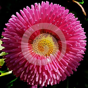 Closeup shot of a pink chrysanth on a blurry background