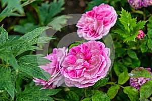 Closeup shot of pink cri cri roses in the garden