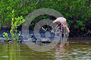 Closeup shot of a pink flamingo in a calm lake water near green bushes on the shore