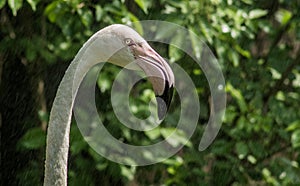 Closeup shot of a pink flamingo on a green background
