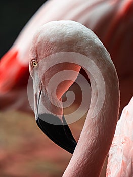 Closeup shot of a pink flamingo in its natural habitat