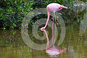 Closeup shot of a pink flamingo in a lake head under the water near green bushes on the shore