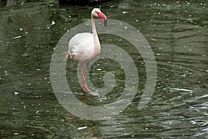 Closeup shot of a pink flamingo standing in the water with one leg leaned on the other