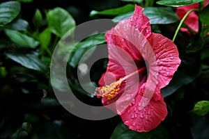 Closeup shot of a pink flower with a long stamen and yellow pollen on it