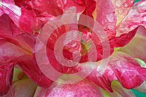 Closeup shot of the pink flower with waterdrops on the leaves in the garden on a sunny day