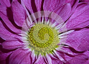 Closeup shot of a pink flower with a yellow inside