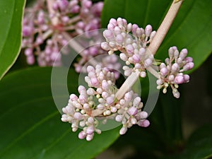 Closeup shot of pink flowers Gilliflower