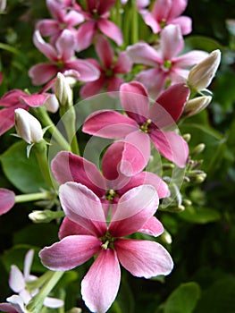 Closeup shot of pink flowers Gilliflower