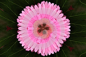 Closeup shot of pink gerbera daisy - perfect for wallpaper