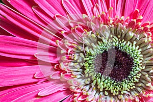 Closeup shot of a pink gerbera flower perfect for background