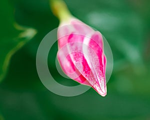 Closeup shot of a pink hibiscus bud
