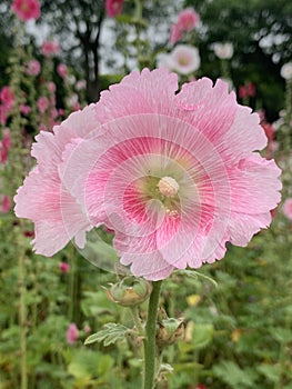 Closeup shot for a pink hollyhock flower blooming.