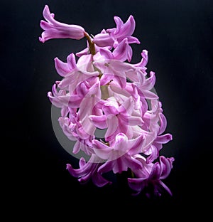 Closeup shot of pink hyacinth flowers attached to a stem against a black background with soft light