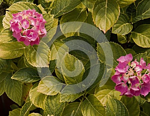 Closeup shot of the pink Hydrangea flowers blooming in the garden