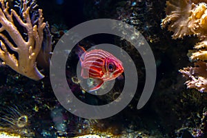 Closeup shot of a pink long-spined squirrelfish with silver stripes
