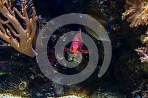 Closeup shot of a pink long-spined squirrelfish with silver stripes