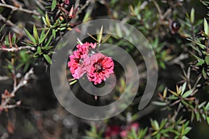 Closeup shot of pink manuka flowers
