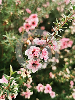 Closeup shot of pink manuka flowers on a shrub