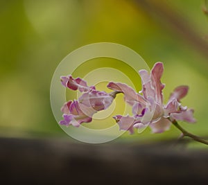 Closeup shot of a pink orchid flower on blurred green background