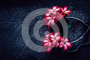 Closeup shot of pink-petaled flowers on a black background