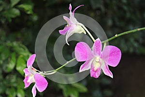 Closeup shot of pink phal flowers under the sunlight