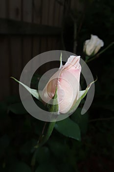 Closeup shot of a pink rose bud on the dark blurry background