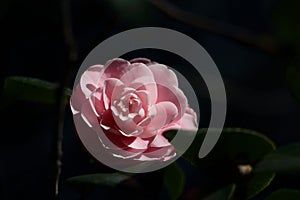 Closeup shot of a pink rose in the dark