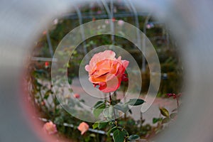 Closeup shot of a pink rose in a garden seen through a hole in Daejeon, South Korea