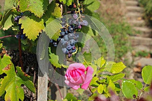 Closeup shot of a pink rose beside a grapes vine plant on a blurred background