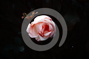 Closeup shot of a pink rose isolated on the background of dark leaves