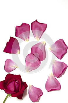 Closeup shot of the pink rose petals isolated on a white background