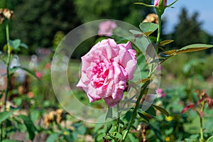 Closeup shot of a pink rose under the light in the garden in Thomasville, Georgia