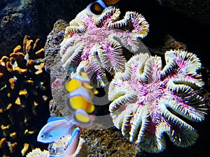 Closeup shot of pink Sea anemone under the sea under the sunlight