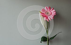 Closeup shot of a pink Transvaal daisy flower on a gray background