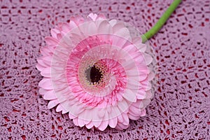 Closeup shot of a Pink Transvaal Daisy flower on a purple crochet tablecloth