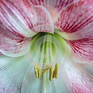 Closeup shot of the pink and white amaryllis with stamen and pistil