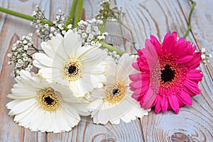 Closeup shot of pink and white Transvaal Daisy and Baby's Breath flowers lying on a wooden surface