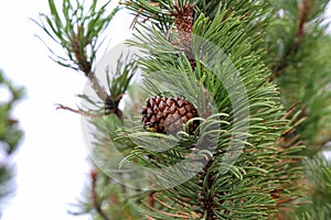 Closeup shot of pinus mugo creeping pine Conifer in the Alps