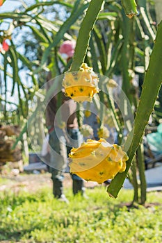 Closeup shot of a pitahaya plant