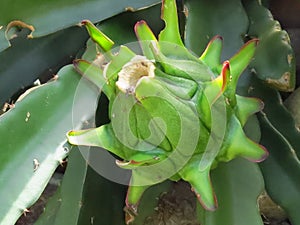 Closeup shot of a pitaya fruit in the soil