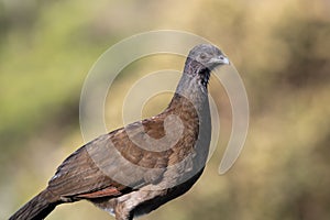 Closeup shot of a plain chachalaca bird