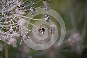 Closeup shot of a plant with seedpods growing on it found in the wild