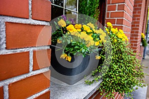 Closeup shot of a plot with yellow flowers in front of a window of a brick wall