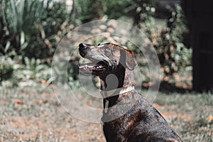 Closeup shot of a Plott Hound dog in sunlight in a park