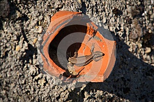 Closeup shot of a Podarcis muralis & x28;common wall lizard& x29;