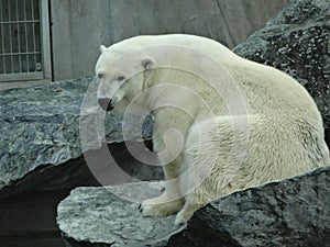Closeup shot of a polar bear