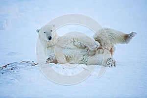 Closeup shot of a polar bear lying on the snow in Wapusk National Park, Canada